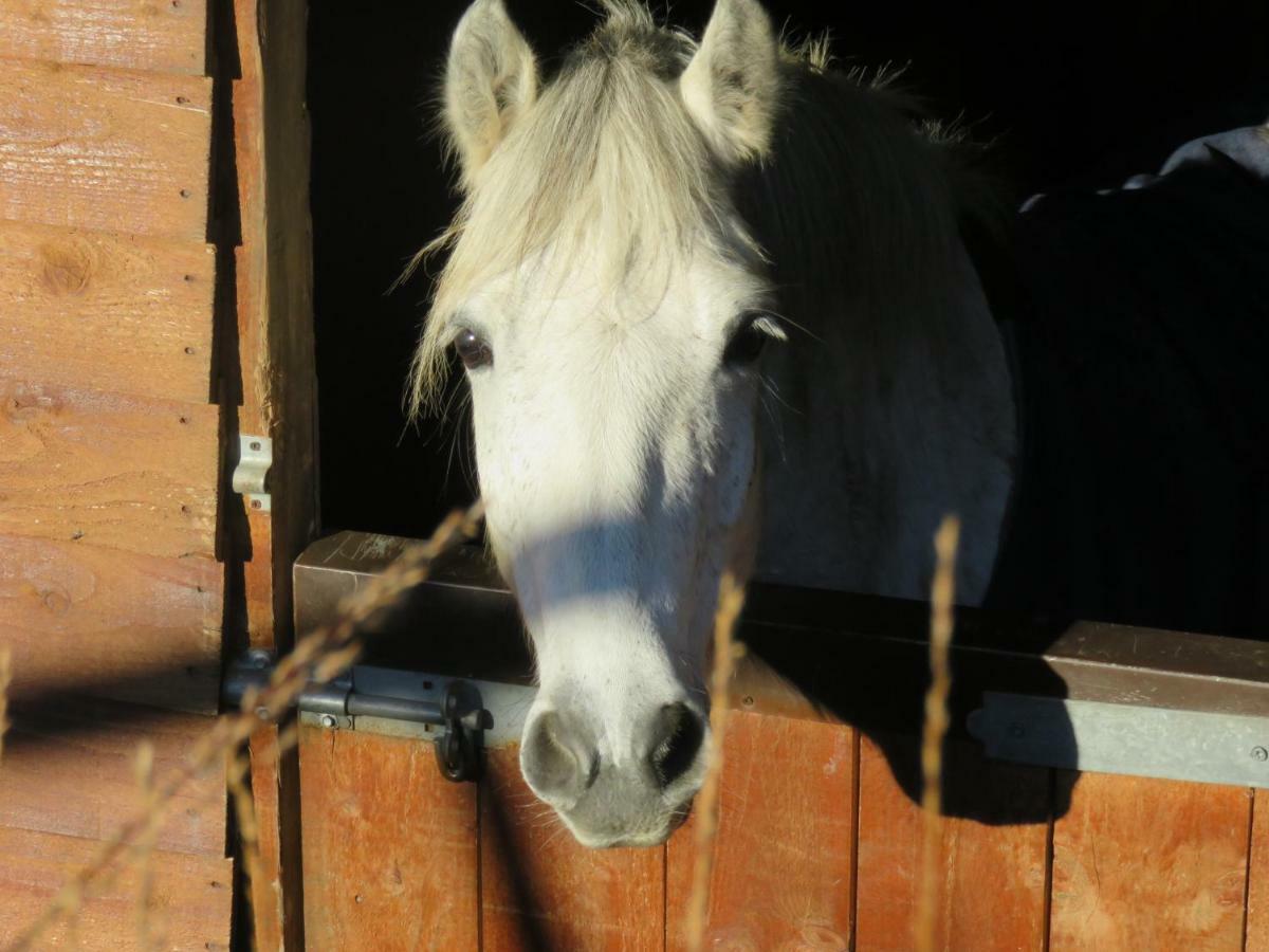 Letterfrack Farmhouse On Equestrian Farm In Letterfrack Beside Connemara National Park Tullywee Bridge Екстериор снимка